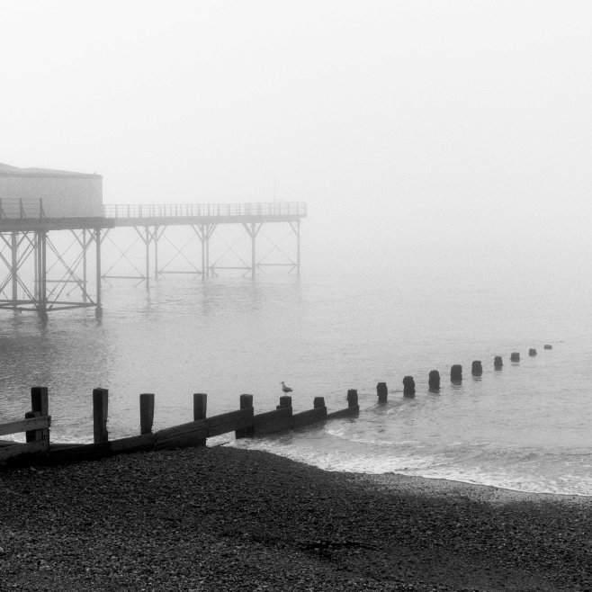 Gull on a groyne