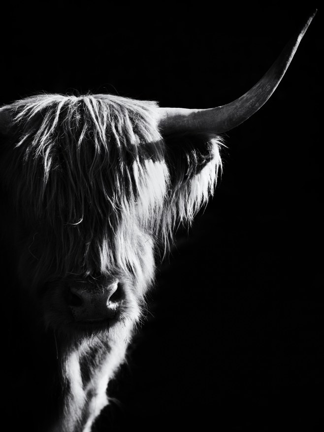 Highland cow
