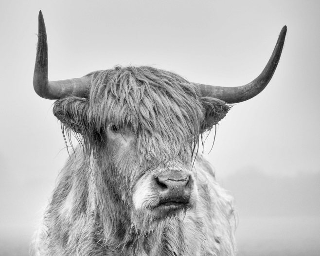 Highland portrait