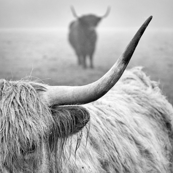 Highland horn