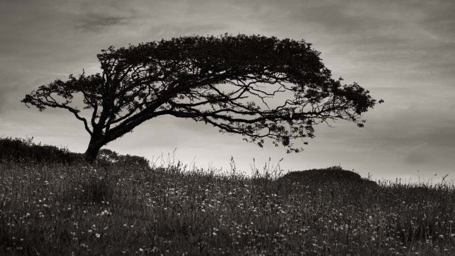 20150616-L1002663-Edit