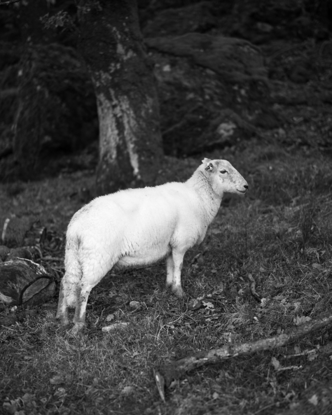 Welsh sheep