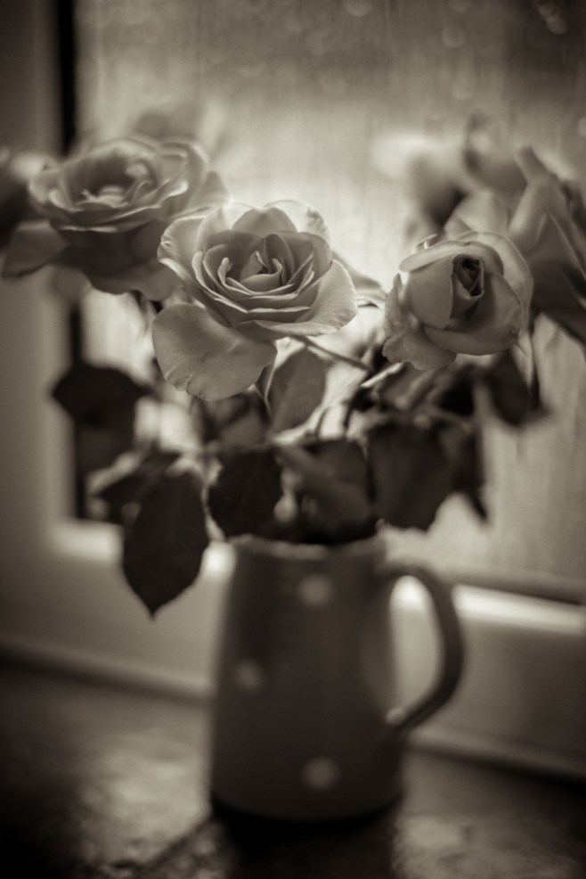 Roses by the window
