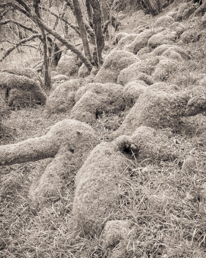 20170426-L1020341-Edit