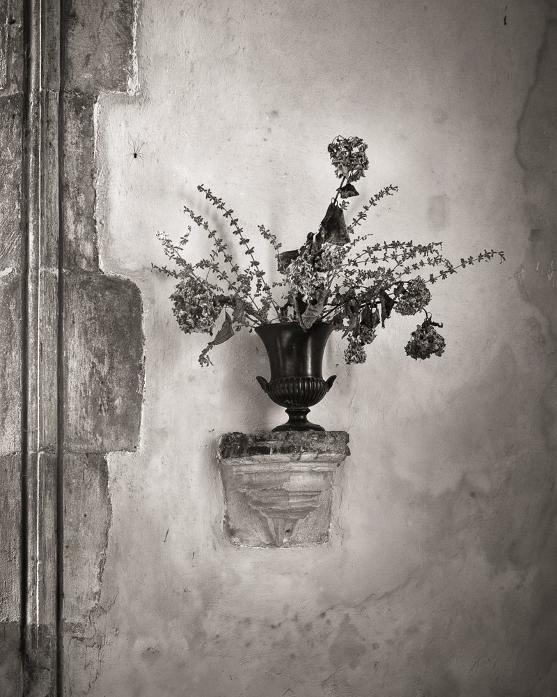 Harvestman in the church